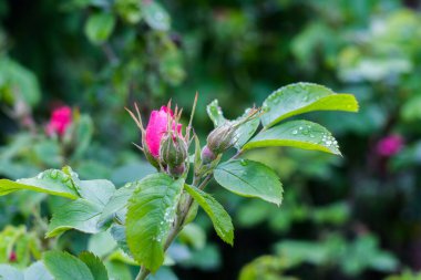 Güller tomurcuklanır, makro çekim, seçici odak