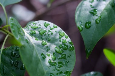 Su damlaları yakın çekim, makro çekim, seçici odaklanma
