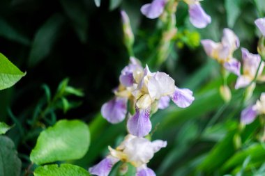 Çiçekler yakın çekim, makro çekim, seçici odaklanma