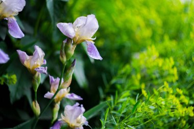Çiçekler yakın çekim, makro çekim, seçici odaklanma