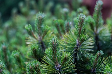 Noel ağacı dalları, yakın çekim, makro çekim, seçici odaklanma