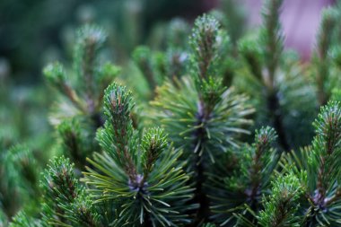 Noel ağacı dalları, yakın çekim, makro çekim, seçici odaklanma