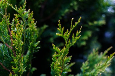 Beyaz sedir, küçük su damlaları, makro çekim, seçici odaklanma