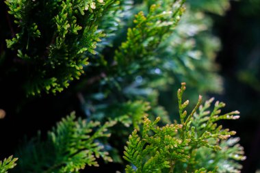 Beyaz sedir, küçük su damlaları, makro çekim, seçici odaklanma