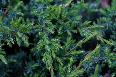 Beyaz sedir, küçük su damlaları, makro çekim, seçici odaklanma