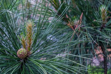 Çamları olan ağaç dalları, yakın çekim, seçici odaklanma