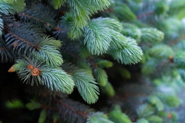 Çamları olan ağaç dalları, yakın çekim, seçici odaklanma