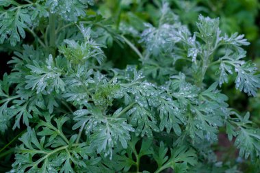 Parlak yeşil çimenler ve yağmur damlaları yakın çekim, makro çekim, seçici odaklanma