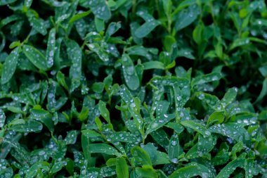 Parlak yeşil çimenler ve yağmur damlaları yakın çekim, makro çekim, seçici odaklanma