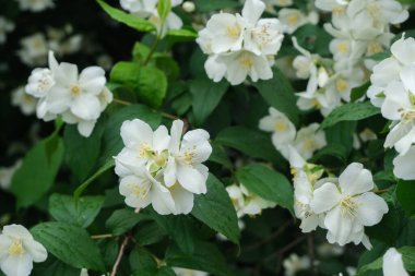 Yasemin çiçekleri yakın çekim, makro çekim, seçici odaklanma