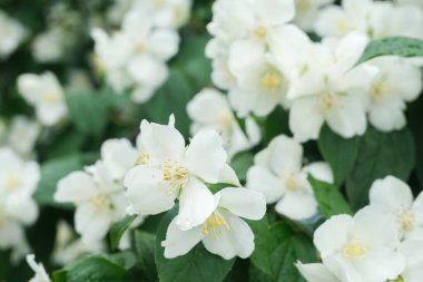 Yasemin çiçekleri yakın çekim, makro çekim, seçici odaklanma