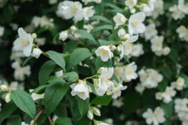Yasemin çiçekleri yakın çekim, makro çekim, seçici odaklanma