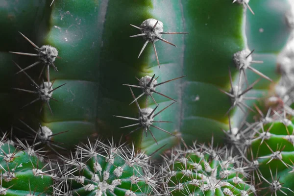 Gros Plan Sur Les Cactus Plan Macro Concentration Sélective — Photo