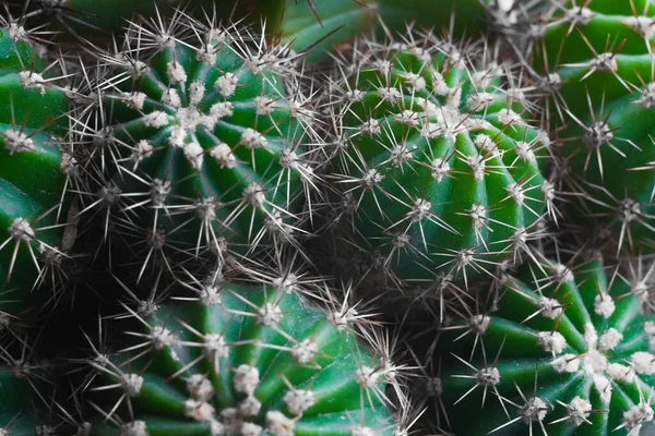 Cactuses Close Macro Shot 有选择的重点 — 图库照片