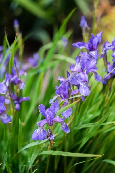 Iris Violet Fleurs Gros Plan Macro Shot Focu Sélectif — Photo