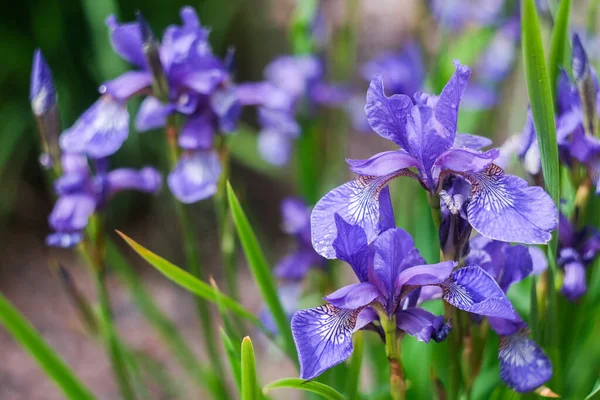 Lirios Púrpura Flores Cerca Macro Disparo Focos Selectivos — Foto de Stock