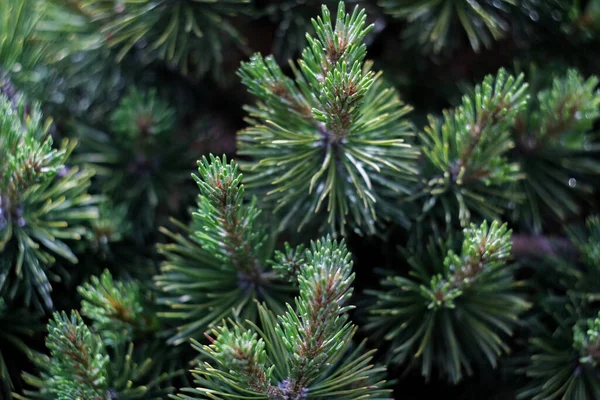 クリスマスの緑の木の枝を閉じる マクロショット 選択的フォーカス — ストック写真