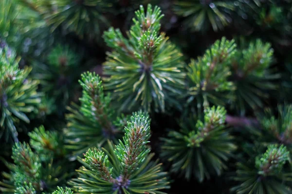 Árboles Verdes Navidad Ramas Cerca Macro Disparo Enfoque Selectivo — Foto de Stock