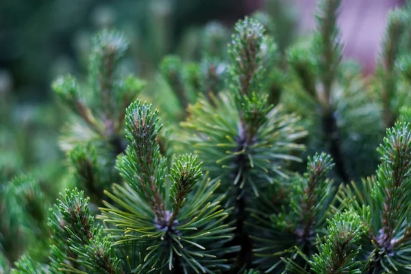 Christmas Green Trees Branches Close Macro Shot Selective Focus — Stock Photo, Image