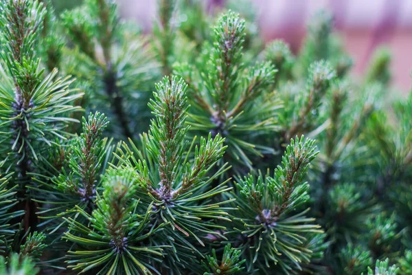 クリスマスの緑の木の枝を閉じる マクロショット 選択的フォーカス — ストック写真