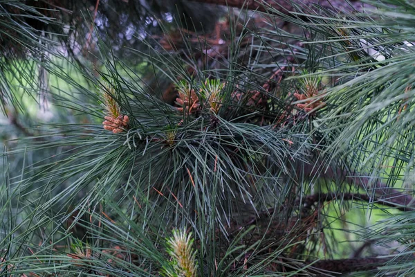 Tree Branches Pines Close Macro Shot Selective Focus — Stock Photo, Image