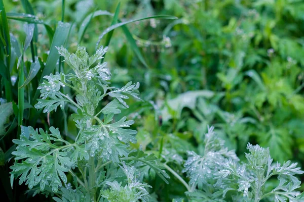 Luminosa Erba Verde Con Gocce Pioggia Vicino Macro Shot Messa — Foto Stock