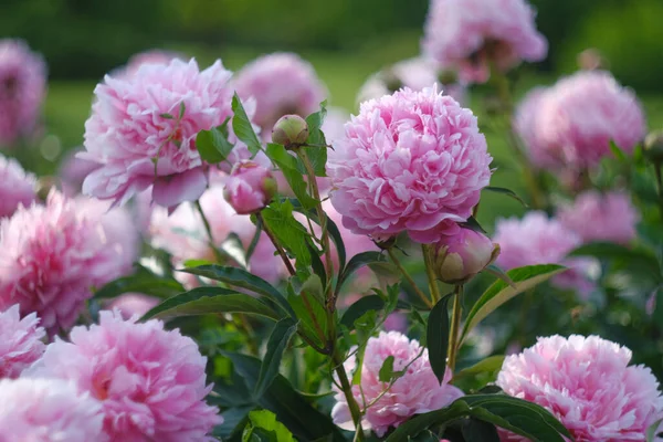Peônias Cor Rosa Textura Peônia Fundo Floral — Fotografia de Stock