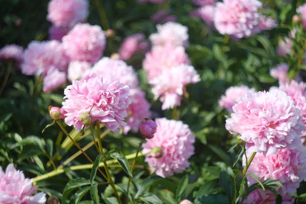 Peonías Rosadas Textura Peonía Fondo Floral — Foto de Stock