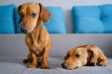 Kanepede oturan iki dachshund köpeği. Evcil hayvanlar evde.