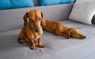 Kanepede oturan iki dachshund köpeği. Evcil hayvanlar evde.