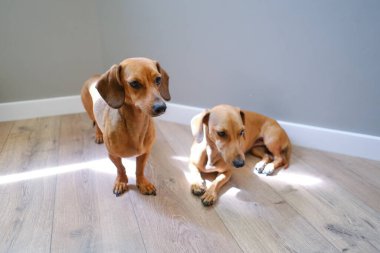 İki sevimli dachshund birlikte oturuyor, evcil hayvanlar evde, evcil hayvanlar