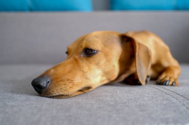 Dachshund burnu yakın, seçici odaklanma