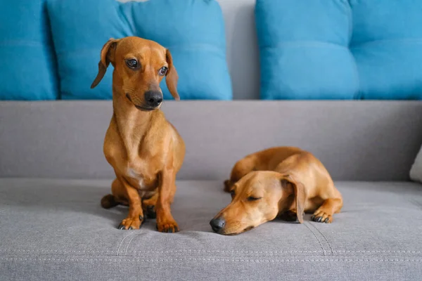 Kanepede oturan iki dachshund köpeği. Evcil hayvanlar evde.