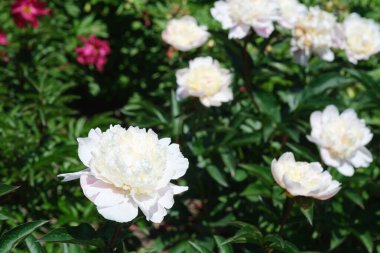 Güzel beyaz şakayıklar yemyeşil bir bahçede yemyeşil büyür..