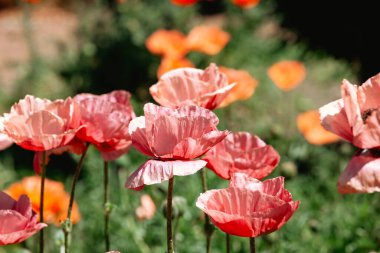 Parlak pembe ve turuncu gelincik çiçekleri baharda güneşli bir bahçede serpilir..