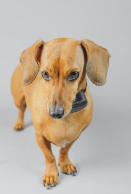 Dachshund, izleme ve akıllı hayvan teknolojisi konsepti için gri arka planda GPS tasması takıyor.