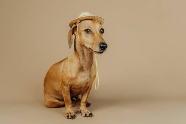 Yaz, tatil ve seyahat konsepti için bej arka planda saman şapkalı köpek