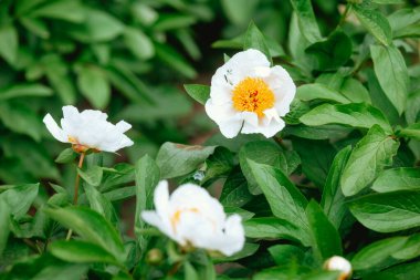 Canlı sarı merkezleri olan beyaz şakayıklar yeşillik dolu bir bahçede büyür..
