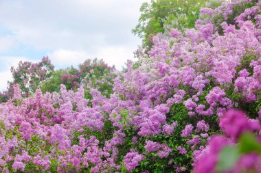 Renkli leylak çiçekleri baharda parlak gökyüzünün altında çarpıcı bir görüntü yaratır..