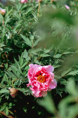 Göz alıcı pembe bir şakayık çiçeği canlı yeşil yapraklar arasında açar..