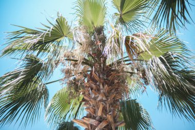 Mavi gökyüzüne karşı tropikal yapraklarla kaplı palmiye ağacı tacı