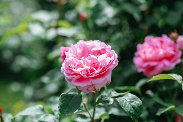 Яркие розовые розы цветут в пышном зеленом саду под ярким солнечным светом.