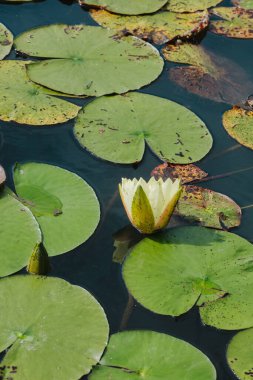 Nilüfer çiçekleri büyük yeşil nilüferlerin arasında çiçek açıyor.