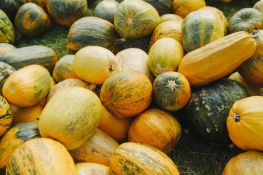Toplanan sonbahar kabağı yığını çimlerin üzerinde taze su kabakları sonbahar kutlamalarına hazır.