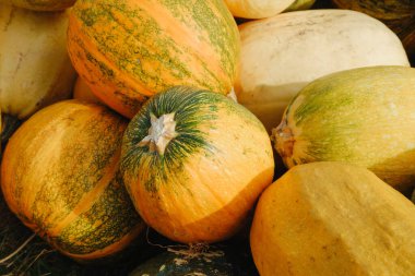 Bir grup hasat balkabağı kabağı sarı turuncu yeşil çizgiler