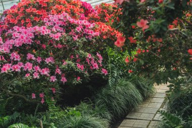 Seradaki parlak pembe Azalea Çiçekleri