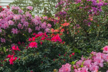 Yeşillikte Azalea Çiçekleri