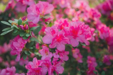 Yeşillikte Azalea Çiçekleri