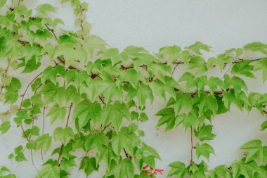 Partenocissus triküpidata asması yeşil mimari ve dikey bahçe konsepti için tırmanma duvarı