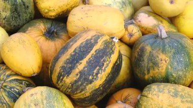 Çeşitli kabaklar üst üste dizilmiş, yeşil ve sarı çizgili kabaklar.